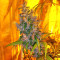 Tikal (Ace Seeds) Cannabis-Samen