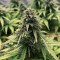 White Widow Autoflowering CBD (Dinafem Seeds) Cannabis-Samen