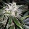 Auto Masszar (Critical Mass Collective Seeds) Cannabis-Samen