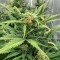 Big Bomb Auto (Bomb Seeds) Cannabis-Samen