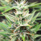 Bruce Banner #3 Auto-Samen (Herbies Seeds)