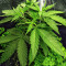 Critical Sour (Female Seeds) Cannabis-Samen