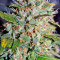 Jack Herer (GHS) Cannabis-Samen
