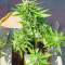 Kush Mass (Garden of Green) Cannabis-Samen