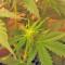 Northern Lights Auto (GHS) Cannabis-Samen