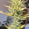 Wedding Cake Auto (Barney's Farm) Cannabis-Samen zu verkaufen