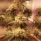 Gorilla Cookies Auto (Fast Buds) Cannabis-Samen zu verkaufen
