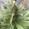 Gelato Auto Cannabis-Samen Kaufen