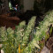 Grandaddy Purple (BlimBurn Seeds) Cannabis-Samen zu verkaufen