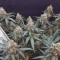 Kaufe Runtz Gum Samen feminisiert von Original Sensible Seeds