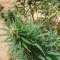 CBD Lemon Auto Cannabis-Samen Kaufen