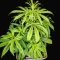 Kaufe Purple Juice Auto Samen feminisiert von Herbies Seeds