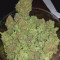 Auto Glueberry O.G. Cannabis-Samen Kaufen