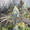 Liberty Haze Cannabis-Samen Kaufen