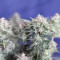 Cream Cookies Auto Cannabis-Samen Kaufen