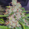 Northern Light (RQS) Cannabis-Samen zu verkaufen
