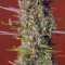 Kaufe Strawberry Pie Auto Samen feminisiert von Fast Buds