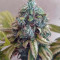 Sour Ripper (Ripper Seeds) Cannabis-Samen zu verkaufen