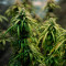 Super Skunk (Seedstockers) Cannabis-Samen zu verkaufen