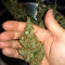 Solomatic Auto CBD (RQS) Cannabis-Samen zu verkaufen