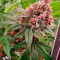 Pink Kush (Barney's Farm) Cannabis-Samen zu verkaufen
