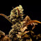 Gelato #45 Cannabis-Samen Kaufen