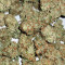 Glue Gelato Auto (Barney's Farm) Cannabis-Samen zu verkaufen