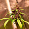 Bloody Skunk Auto Cannabis-Samen Kaufen