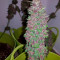 Black Cream Auto Cannabis-Samen Kaufen