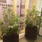 CBD Lemon Auto Cannabis-Samen Kaufen