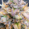 Jack 47 Auto Cannabis-Samen Kaufen