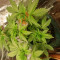 Kaufe Grandmommy Purple Samen feminisiert von Herbies Seeds