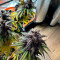 Auto Purple Cannabis-Samen Kaufen
