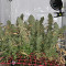 Malawi Regular (Ace Seeds) Cannabis-Samen zu verkaufen