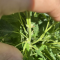 Mimosa EVO (Barney's Farm) Cannabis-Samen zu verkaufen