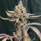 Tropicana Cookies Auto (Fast Buds) Cannabis-Samen zu verkaufen