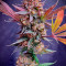 Purple Lemonade Fast Flowering (Fast Buds) Cannabis-Samen zu verkaufen