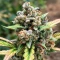 Auto Anonymass (Critical Mass Collective Seeds) Cannabis-Samen