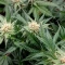 Auto Blackberry Moonrocks (Herbies Seeds)