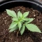 Auto Georgia Pie (Advanced Seeds)