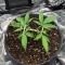 Auto Mimosa (00 Seeds)