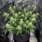 Auto Mimosa (00 Seeds)