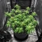 Auto Mimosa (00 Seeds)