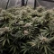 Biscotti Auto (Green House Seeds)