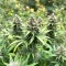 Black Berry OG (Emerald Triangle Seeds) Cannabis-Samen