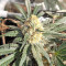 Blackberry Gum feminisierte Samen