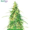 High-THC Bundle #1: 3x3 seeds (Mixed)