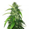 Holy Grail Kush (DNA Genetics) Cannabis-Samen