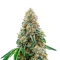 Honey Dipper (Green House Seeds)