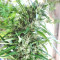 Malawi (Ace Seeds) Cannabis-Samen